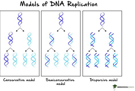 conservative vs semi dna replication.